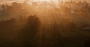 Bir dron, yoğun sisle çevrili ağaçları yakalar. Güneş ışınları da olay yerine sıcak bir ışık katar.