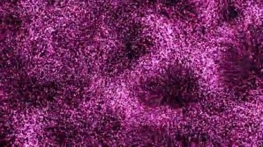 Bir sürü küçük pembe parçacık genel bir girdap etkisi yaratır. Parçacıklar, akışkan bir harekete yakalanmış gibi dinamik hareket izlenimi vererek, parlaklık ve konsantrasyonda değişiklik gösterirler.