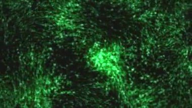 Sayısız küçük, parlak yeşil parçacıklar dinamik bir şekilde koyu bir arka plana doğru hareket eder. Parçacıklar küçük, küresel ve hareket ettikçe karmaşık desenler ve izler yaratan parlayan bir ışık yayıyorlar.