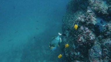 Büyüleyici bir sualtı sahnesi, kayalık bir okyanus tabanına karşı çeşitli deniz yaşamını sergiliyor. Ortasında zarif bir şekilde süzülen mavi ve beyaz çizgili büyük bir balık var.