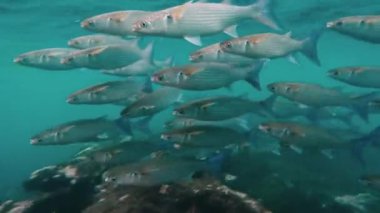 Açık ve sığ sularda birbirine yakın yüzen kefal balığı sürüsünün yakın bir görüntüsü güneş ışığıyla aydınlanan kayalık ve dağılmış bir deniz yatağını ortaya çıkarıyor.