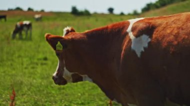 İnekler gün boyunca yemyeşil bir çayırda otluyor ve geziniyor. Canlı çimenler ve berrak gökyüzü ile sakin ve resimsel kırsal bir manzara sergiliyorlar.