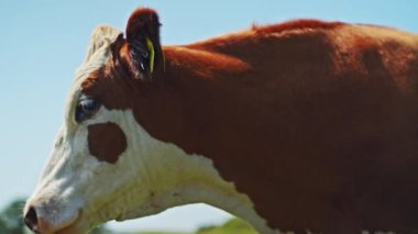 Tek bir inek, açık mavi gökyüzünün altında yemyeşil bir çayırda sürüye katılır ve canlı kırsal bir ortamda sürünün huzurlu ve doğal bir etkileşimini yakalar.