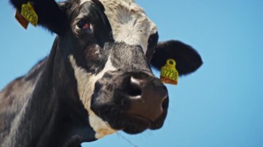 Açık mavi gökyüzüne karşı dizilmiş siyah beyaz bir ineğin detaylı görüntüsü, ineklerin ayırt edici işaretlerini ve açık arkaplanı vurguluyor.