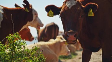 Huzurlu bir kırsal alanda, her biri farklı bir kulaklık takan, memnun bir şekilde çiğneyen bir grup inek.