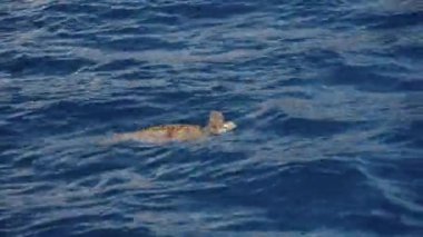 Yalnız bir deniz kaplumbağası açık denizde sorunsuzca yüzüyor.