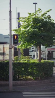 Caddedeki yaya trafik ışığı kırmızı bir figür gösteriyor, yayaların geçmemesi gerektiğini, yemyeşil bir ağacın yanında konumlandırıldığını gösteriyor.