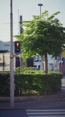 Yeşillik bir ağacın yanındaki direğe monte edilmiş. Şehir merkezinde yaya trafik ışığı kırmızıdan yeşile dönüşüyor. Yürümenin güvenli olduğunu gösteriyor.