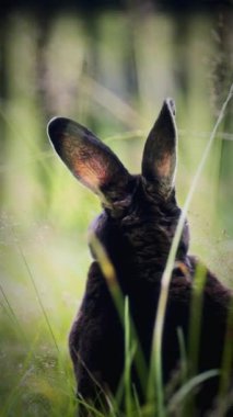 Bir tavşanın arka görünüşü, uzun otlarla çevriliyken büyük kulaklarını ön plana çıkarır. Yumuşak ışıklandırma, kürkünün dokusunu ve çevresini saran yeşilliğin barışçıl ve huzurlu bir atmosfer yaratmasını sağlar.