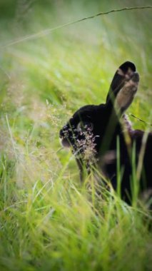 Uzun kulaklı siyah bir tavşan, kısmen yeşil otların yoğun bir tarlasında saklanır. Sağına bakan, beslenen gözüyle açıkça görülür. Narin bitkiler ve çimen yaprakları ise yüzünü hafifçe gizler.