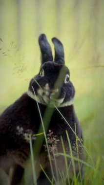 Meraklı ve tetikte bir tavşan, belirgin kulakları ve yuvarlak bir yüzü ile, doğal bir ortamda çimenleri kemirir uzun bıçaklar ve yumuşak yeşillik ile çevrili, sahneyi cazibe ekleyerek