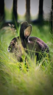 Yan görüş, burnunda beyaz bir leke olan siyah bir tavşanı, kafası ve kulaklarıyla uzun yeşil çimenlerin arasında otururken, yavaşça bulanık bir arka planda zıplarken yakalar.