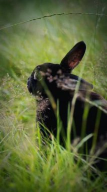 Bir tavşan, başı ve kulakları belirgin şekilde uzun otların arasında, dik kulakları ve hafif ışıklandırmayla vurgulanmış özenli duruşuyla doğal bir ortamda yer alır.