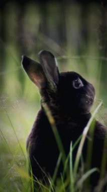 Uzun otlarla çevrili doğal bir ortamda bir tavşan, yukarı bakar. Pürüzsüz kulaklar ve görünür bir gözle, bir parça çimeni çiğnerken, yumuşak bir ışık, dingin atmosferi güçlendirir.