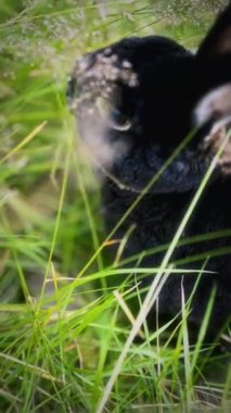 Yukarıdan bir tavşanın yakın plan görüntüsü, bir parça çimeni çiğnerken kafasını ve üst gövdesini açıkça görülüyor.