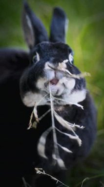 Yakından çekilen bir fotoğraf, burnunda ve ağzında beyaz bir leke olan siyah bir tavşanı yakalar. Ağzından çıkan bir parça çimeni kemirir.