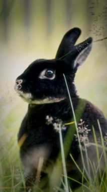 Doğal bir ortamda, koyu kürklü bir tavşan ve yüzünde ve boynunda belirgin işaretler olan bir tavşan, kulakları açık bir şekilde otları çiğniyor, büyük, anlamlı gözleri merakı yansıtıyor.