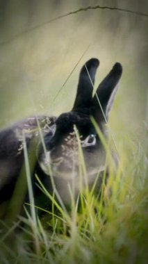 Açık hava ortamında, uzun otlarla kısmen gizlenmiş koyu renk kürklü bir tavşan ve belirgin bir şekilde büyük göz çevredeki otları kemirirken merakını iletir.