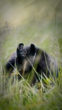 Kısmen uzun yeşil çimenlerin arasına gizlenmiş, büyük, dik kulaklı ve geniş gözlü siyah kürklü bir tavşan otları çiğniyor, bulanık bir arka plana karşı odak noktası olarak göze çarpıyor.