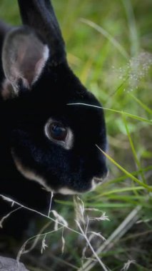 Bir tavşanın yakın çekiminde koyu renk kürkü ve profili, çevresindekileri yansıtan belirgin bir göz, dikkatle dönen kulaklar ve ön planda çimen iplikleri görülür.
