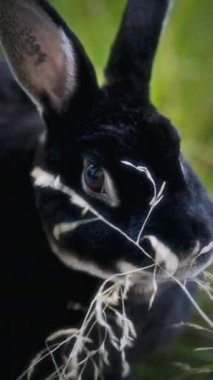 Yakından çekilen bir fotoğraf koyu tüylü bir tavşanı çimleri çiğnerken yakalıyor, yüzü ve kulakları belirgin bir şekilde öne çıkıyor, bulanık arka plan tavşanın dışavurumcu gözlerini vurguluyor.