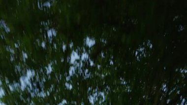 Gökyüzünden kırsal bir yola doğru eğilen bir POV görüntüsü, üzerinde açık mavi gökyüzü olan gölgeli yeşil ağaçların altında bir sürüş sergiliyor.