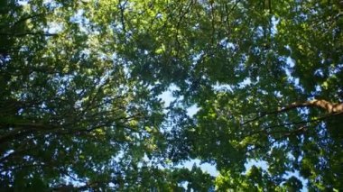 Güneş ışığı ve gölgelerin düşük açı perspektifiyle etkileşimi, ağaç tepelerinin karmaşık desenlerini vurguluyor