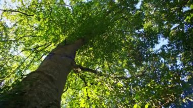 Alçak açılı canlı orman yeşilliğinin dönüşümlü görüntüsü, gün ışığında yemyeşil yaprakları yakalıyor.