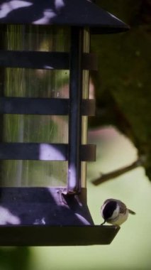 A Great Tit bird perches and feeds near a cylindrical feeder with vertical slats, positioned on right side, while a softly blurred background with hints of green foliage emphasizes the bird and feeder