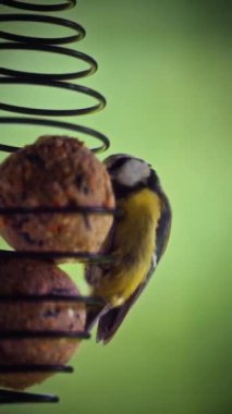 A Great Tit bird actively pecks at a suet ball, its vibrant yellow and black plumage prominently displayed as it leans toward the securely held suet balls in the metal feeder