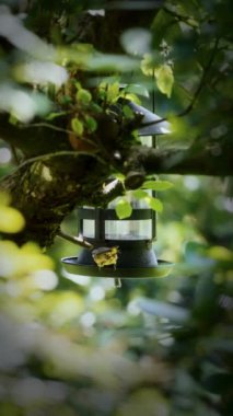 Two Great Tits land on bird feeder perched on a tree branch before flying away, with soft sunlight filtering through lush green foliage, creating a warm, vibrant scene that captures their interaction