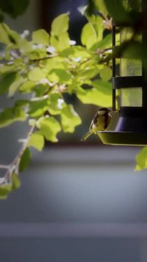 A Great Tit bird, with its distinctive yellow and black plumage, feeds at the edge of a feeder, poised to take flight amid a lush green backdrop of surrounding leaves