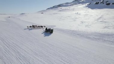 Grönland Huskies 'i takip eden dinamik bir insansız hava aracı atışı sonsuz karlı bir alanda enerji üreterek arkalarında bir kızak çekiyor.