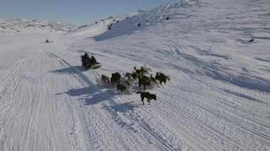 Güçlü bir köpek sürüsü, Grönland 'ın donmuş arazisinde ilerlerken insanları taşıyan bir kızak çeker.