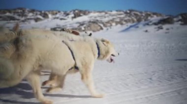 Grönland 'ın buzlu arazisinde enerjik bir şekilde koşan ve karlı araziye karşı güçlerini ve hızlarını gösteren bir Huskies görüntüsü.