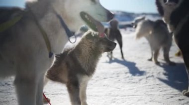 Oyuncu bir köpek yavrusu, arka planda diğer kurt köpekleri olan yetişkin bir kurt köpeğini yalıyor. Yürek ısıtan bir etkileşim anını ve sürünün dost canlısı doğasını yakalıyor.