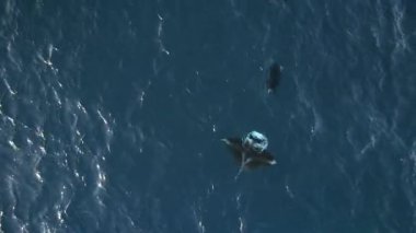 Bir hava görüntüsü derin mavi okyanusta yüzen iki manta vatozunu yakalar. Bir ışın belirgin bir şekilde geniş kanatlarını ve ayırt edici rengini gösterir.