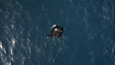 Baş döndürücü bir yukarıdan bakıldığında derin mavi okyanusta yüzen tek bir manta vatozunun geniş, düz gövdesini ve kendine özgü şeklini belirgin bir şekilde sergilediği görülür.