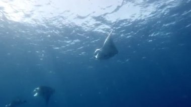 İki manta vatozu zarif bir şekilde suyun altında derin mavi bir su zeminine karşı yüzer. Güneş ışığı yüzeyden süzülerek sakin ve sakin bir atmosfer yaratır.