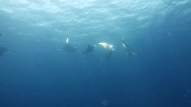 Büyüleyici bir sualtı sahnesinde bir grup manta vatozu, suyun içinde zarifçe süzülürken birkaç ışınla birlikte huzurlu mavi bir ortamda yüzüyorlar.