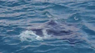 Bir manta vatozu okyanus yüzeyinin hemen altında zarifçe süzülür. Koyu bedeni kısmen sular altında kalır ve derin mavi sularla çarpıcı bir kontrast yaratır.