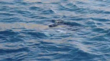 Bir manta vatozu okyanusun yüzeyinde zarif bir şekilde süzülür. Kısmen kanat benzeri yüzgeçleri ve vücudunun bir kısmı suyun hemen altında görünür.