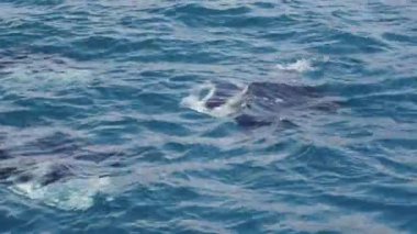 Zarif manta vatozları okyanus yüzeyinin hemen altında zahmetsizce süzülür. Zarif hareketleri ve parlak vücutları kristal berrak sularda büyüleyici bir görüntü yaratır.