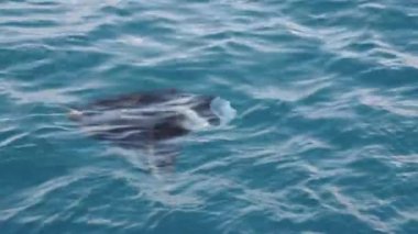 Çarpıcı bir manta vatoz vatozu, suyun yüzeyinin altında zahmetsizce süzülerek berrak mavi sulara karşı zarif hareketlerini sergiliyor.