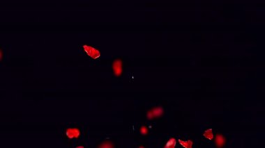Kırmızı fıskiyeler yavaş çekimde siyah bir zemine doğru yüzerek canlı ve görsel olarak çarpıcı bir etki yaratırlar.