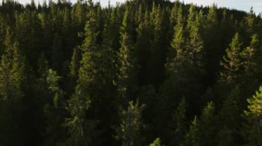 Çam ormanları üzerindeki insansız hava aracı uçuşu güpegündüz yıkandı. Yeşil ağaç tepelerinden oluşan canlı bir duvar halısı manzarayı kaplıyor.