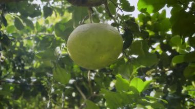 Bereketli yaprakların arasından sarkan bir ağaçtan sarkan büyük yeşil bir çiçek. Güneş ışığı, meyveleri ve yaprakları aydınlatan parlak ve canlı bir atmosfer yaratıyor.