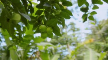 Birkaç küçük, yuvarlak, yeşil limon bir daldan sarkan, yemyeşil yapraklarla çevrili, bulanık bir arkaplan