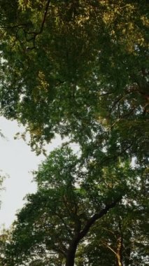 Ağaçların alçak açılı bir görüntüsü yemyeşil yaprakların dinamik bir gölgesini ortaya çıkarır. Güneş ışığı yaprakların arasından süzülerek yumuşak gölgeler oluşturur.