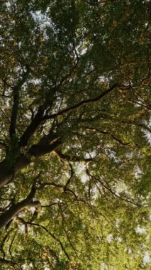 Ağaç tepelerinin büyüleyici bir görüntüsü yapraklardan ve dallardan oluşan yoğun bir örtüyü yukarı doğru bir perspektiften gösterir. Güneş ışığı ise yaprakların arasından süzülür.